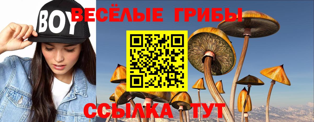 Коряжма  Галлюциногенные грибы Cubensis  Псилоцибиновые грибы Cubensis  Вход с VPN 